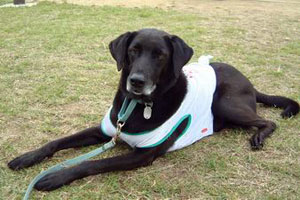 神戸市動物管理センターと Ccクロ の取り組み 経済社会総合研究所 内閣府